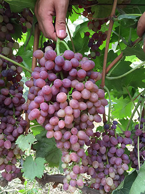 Jingzaojing grape