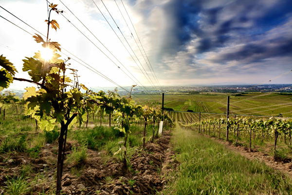 Austrian vineyard © Decanter