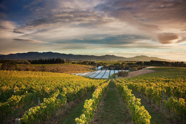 Marlborough vineyard © Decanter
