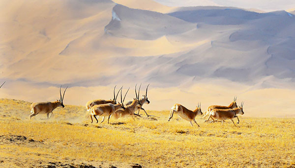 Tibetan antelopes