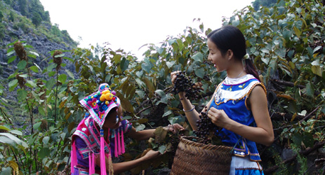 Chinese wines made from native ‘furry vines’