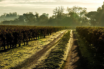 Chateau Giscours vineyard © Francois Poincet