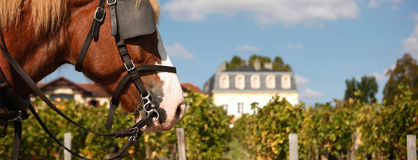 horse at Château Pontet-Canet