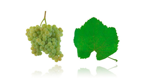 Albariño/Alvarinho - white grape varitey | Decanter China 醇鉴中国