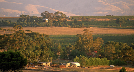 Australian grape varieties