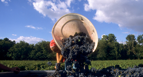 Bordeaux trivia (II) - The secret of the Bordeaux Blends - climate