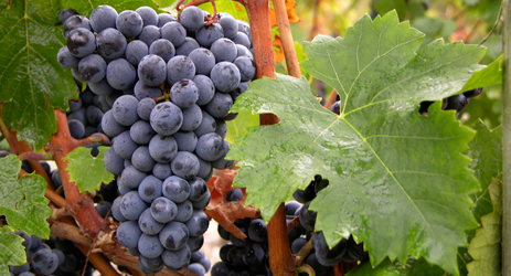 Cabernet Franc (red)