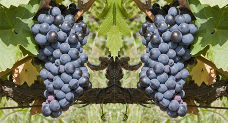 Carignan (red)