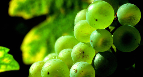 Why choose Chardonnay to make champagne?