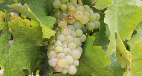 Chenin Blanc (white)