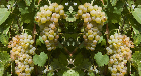 Trebbiano (white)