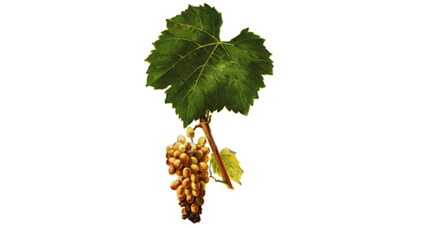 Furmint (white)