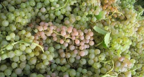 Garganega (white)