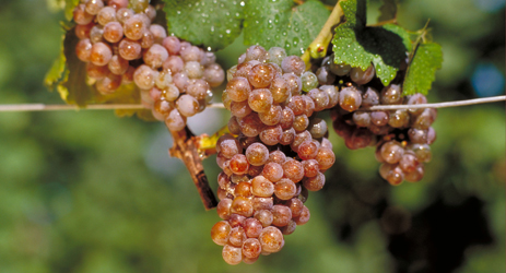 Gewürztraminer (white)