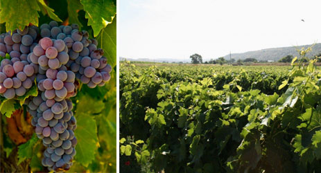 Frappato grape and vineyard at Cerasuolo di Vittoria DOCG