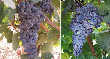 Mavrotragano grape