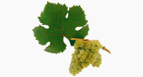 Rotgipfler grape