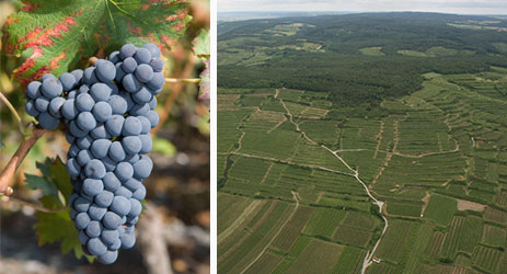 Rouge du Pays/Cornalin du Valais Â© Les Vins du Valais - Giorgio Skory -2008 / Cornalin (left)<br>and vineyards in Valais Â© Andrew Jefford (right)