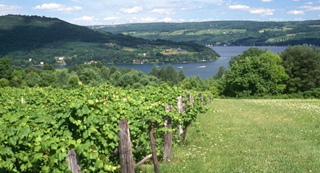 Wines from New York State