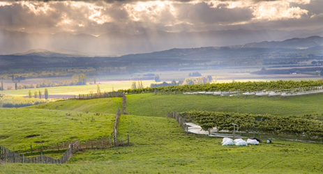 New Zealand wine regions - North Island