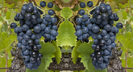 Grape varieties in the Rhone Valley