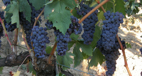 Tempranillo (red)