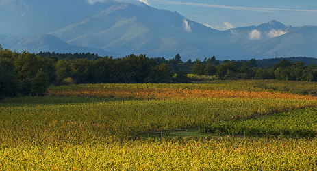 Wines of Southern France (II)-Languedoc-Roussillon