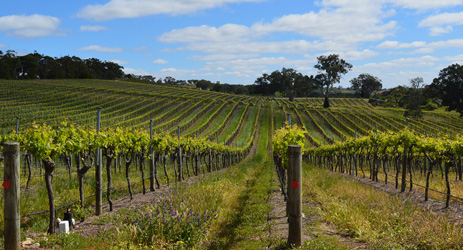 China to import more Australian wine thanks to trade deal