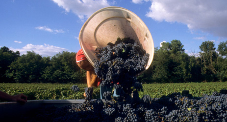 China fuels global shift to red grape varieties