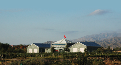 Ningxia wine producers go beyond Cabernet Sauvignon