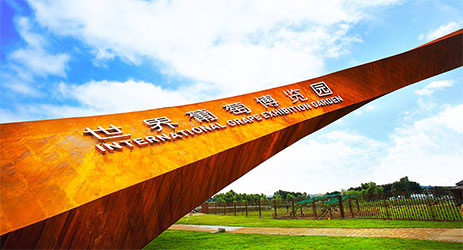 China’s new International Grape Exhibition Garden opens in Beijing’s Yangqing