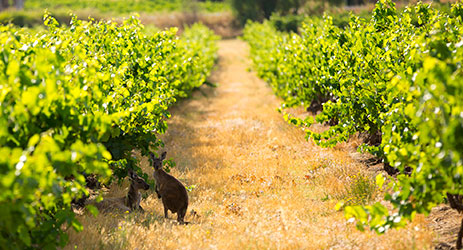 The world’s oldest vines in Australia’s Barossa Valley