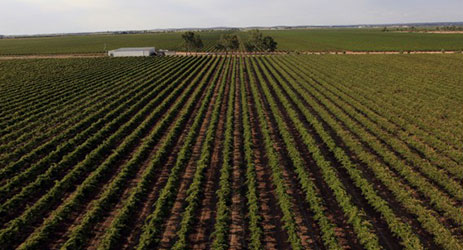 Hong Kong firm buys 650ha of Australian vineyards