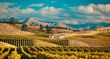 Hong Kong firm buys New Zealand vineyards for NZ$46.4m