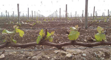 Ningxia vineyards get help from Israeli water experts