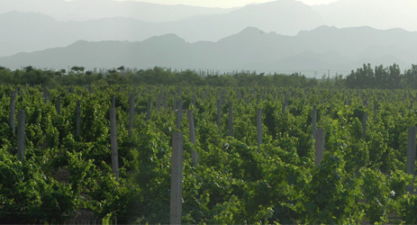 Half a million virus-carrying young vines destroyed in Ningxia