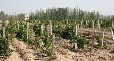 Ningxia aims to be wine talent hub