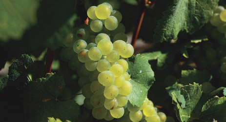 Sauvignon Blanc (white) 