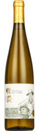 Silk Road Vineyards, Harvest Riesling, Yili, Xinjiang, China 2025