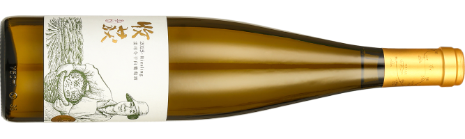 Silk Road Vineyards, Harvest Riesling, Yili, Xinjiang, China 2025
